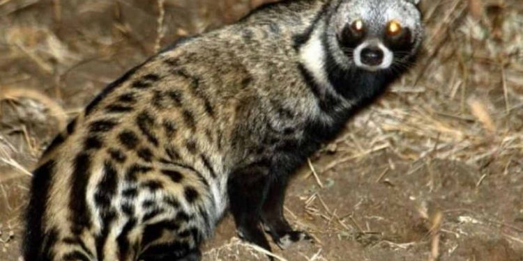 Chồn hương sống theo kiểu hoang dã