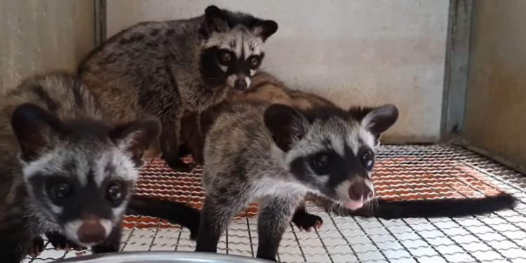 Cách để nuôi loài cầy hương chính xác