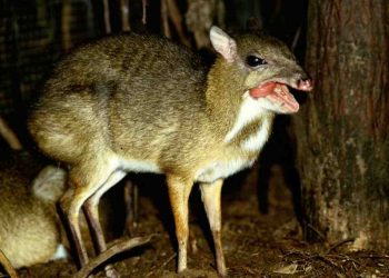 Đặc điểm bên ngoài của con cheo khiến nhiều người nhầm lẫn 