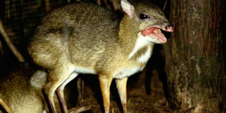 Đặc điểm bên ngoài của con cheo khiến nhiều người nhầm lẫn 