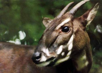 Con sao la được phát hiện tại Việt Nam và vùng nhỏ thuộc Nam Lào