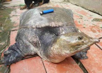 Cua đinh còn có tên khoa học là Amyda cartilaginea