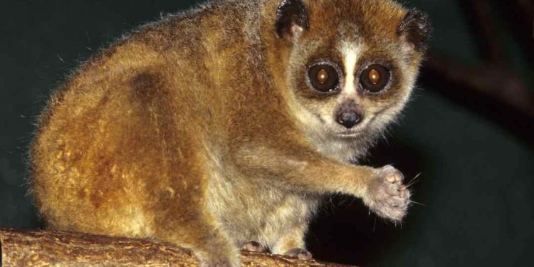 Con culi hay còn biết đến với cái tên gọi khác là con cù lần