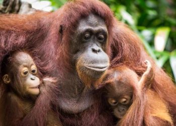 Ngón chân của chúng cấu tạo giống như ngón tay