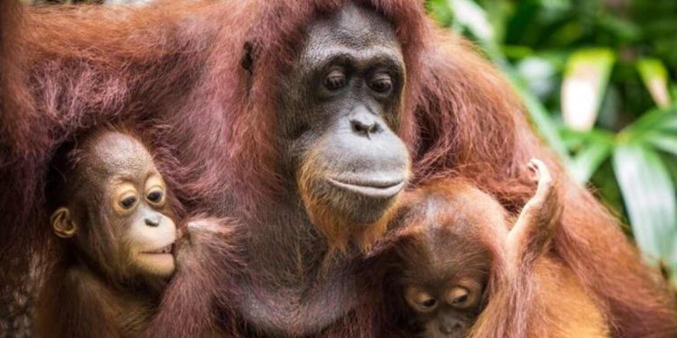 Ngón chân của chúng cấu tạo giống như ngón tay