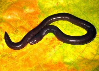 Ếch giun là một loài sinh vật sống ở nơi có địa hình cao 