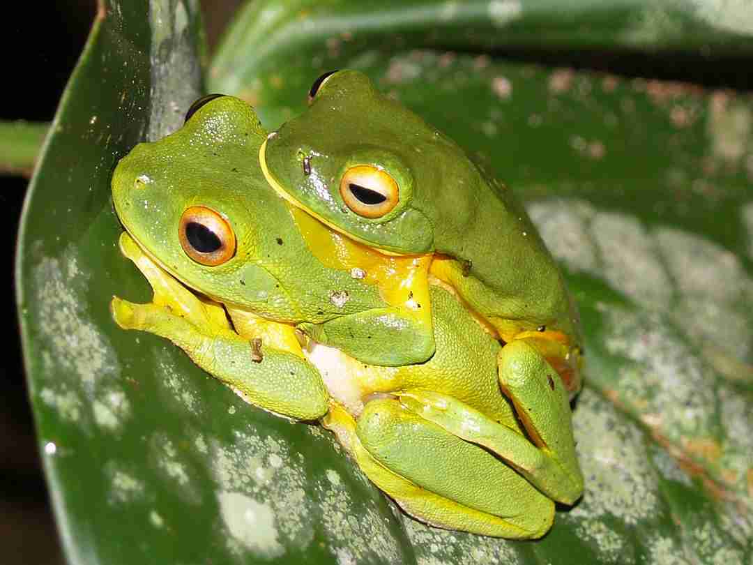 Ếch xanh, đặc điểm và tập tính sinh sản của loài ếch