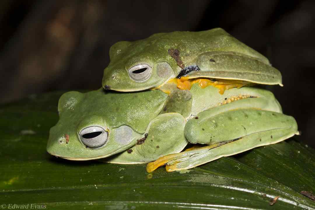 Đặc điểm sinh học của ếch xanh