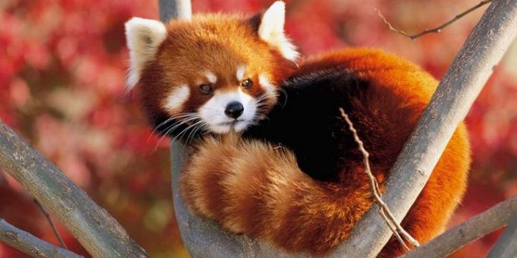 Mỗi lần gấu trúc đỏ mẹ mang thai chỉ có thể sinh ra được từ 1 đến 2 con