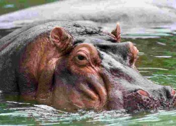 Hà mã là loài động vật có vú với trọng lượng xếp thứ 3 trên mặt đất.