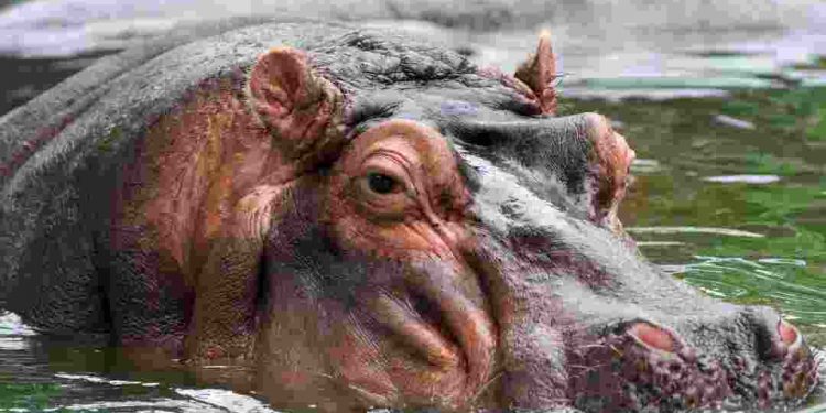 Hà mã là loài động vật có vú với trọng lượng xếp thứ 3 trên mặt đất.