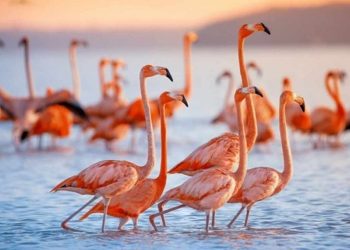 Loài chim đại diện cho một trong năm ngũ hành