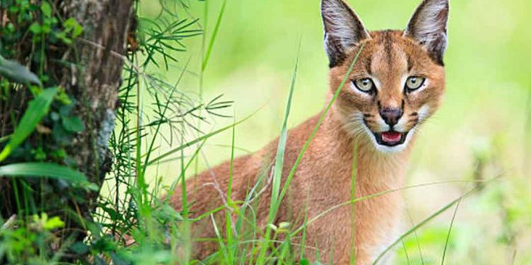 Loại mèo này được tìm thấy ở các vùng Bắc Phi