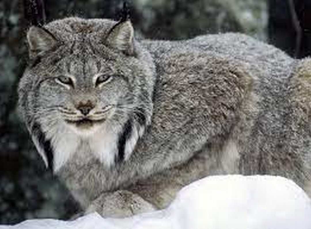 Đặc tính sinh sống của mèo rừng được xem là loài báo rừng