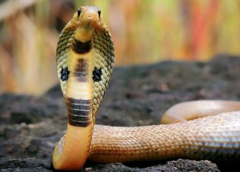 Rắn hổ mang chúa có thể dài đến 7 mét và có khả năng kháng độc 