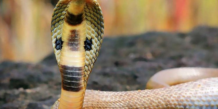 Rắn hổ mang chúa có thể dài đến 7 mét và có khả năng kháng độc 