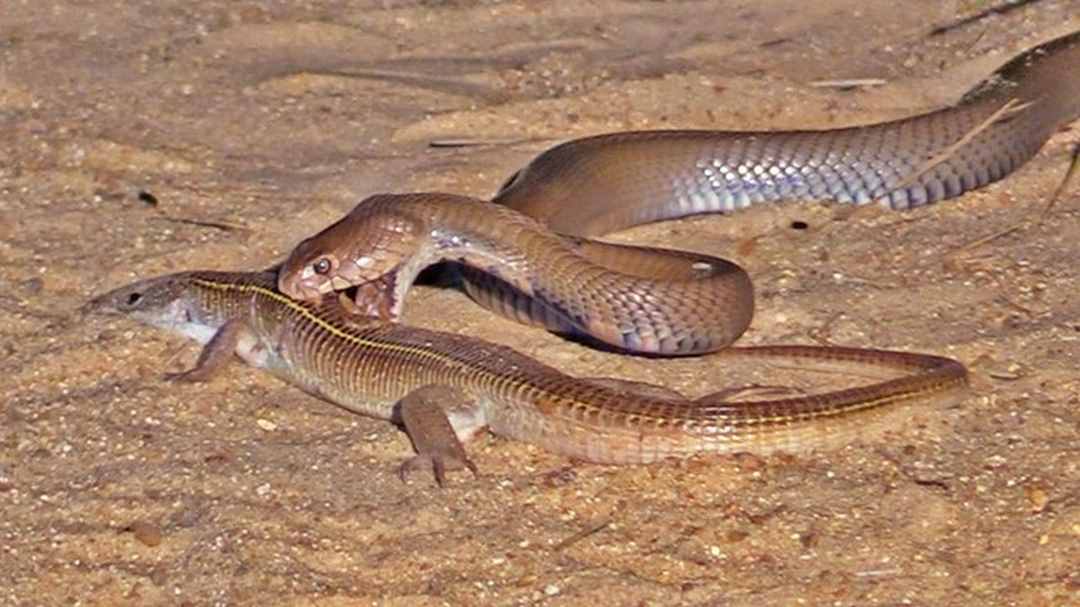 Các con rắn trưởng thành sẽ kiếm ăn chủ yếu vào ban đêm