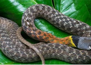 Rắn ráo sống chủ yếu trong các khu rừng, trảng cỏ