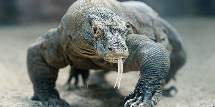 Vẻ ngoài quyến rũ với lớp da màu xanh lá cây