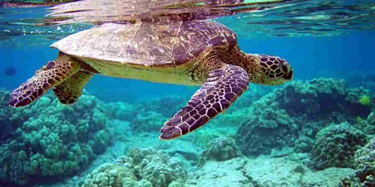 Loài này thường phân bố trên toàn thế giới