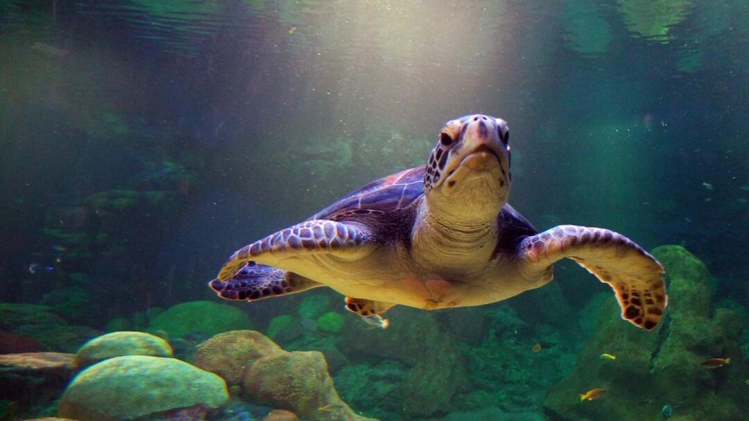 Quần thể rùa biển ở trên thế giới và cả ở Việt Nam đều bị suy giảm