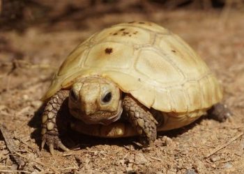 Rùa con gặp nhiều mối nguy hiểm