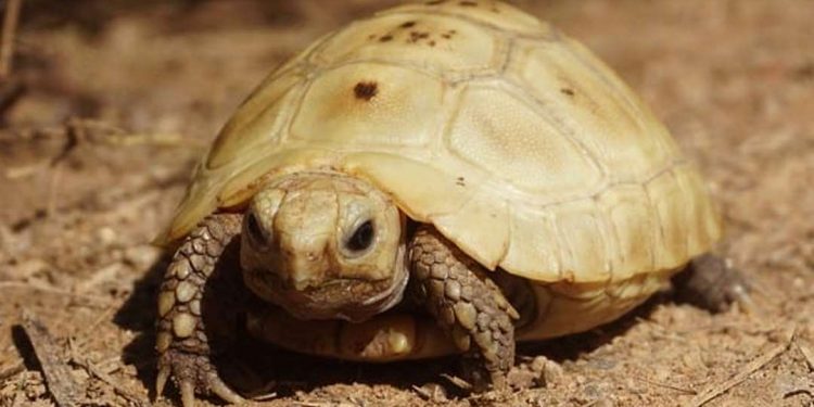 Rùa con gặp nhiều mối nguy hiểm