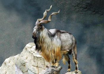 Sơn dương đang nằm trong sách đỏ cần được bảo tồn 