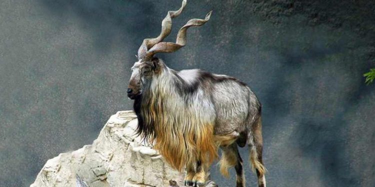 Sơn dương đang nằm trong sách đỏ cần được bảo tồn 