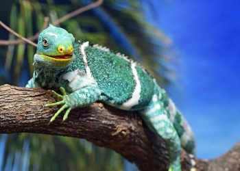  Tắc kè còn có rất nhiều công dụng tốt cho cơ thể con người