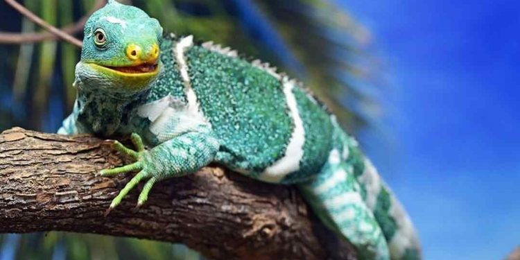  Tắc kè còn có rất nhiều công dụng tốt cho cơ thể con người