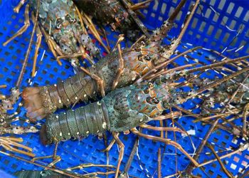 Tôm hùm xanh là món quà thiên nhiên siêu bổ dưỡng