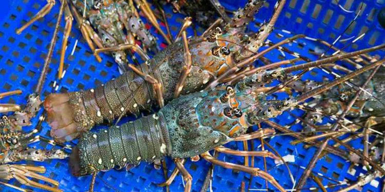 Tôm hùm xanh là món quà thiên nhiên siêu bổ dưỡng