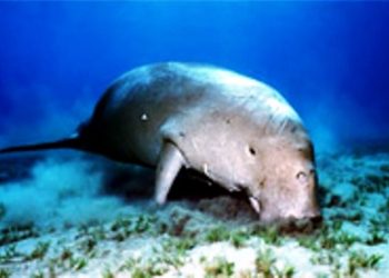 Dugong là loài động vật thuộc nhóm cực kỳ nguy cấp sắp tuyệt chủng