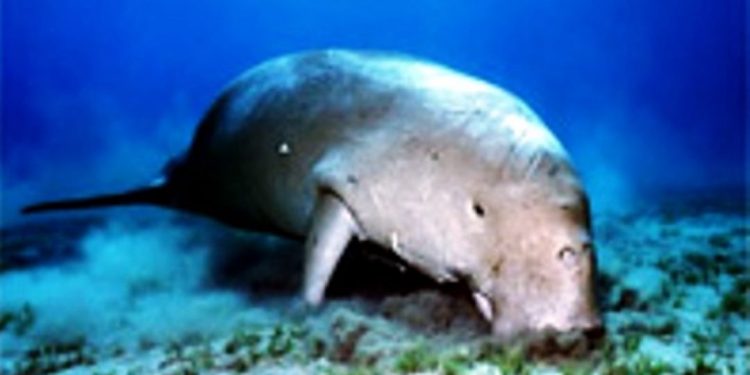 Dugong là loài động vật thuộc nhóm cực kỳ nguy cấp sắp tuyệt chủng