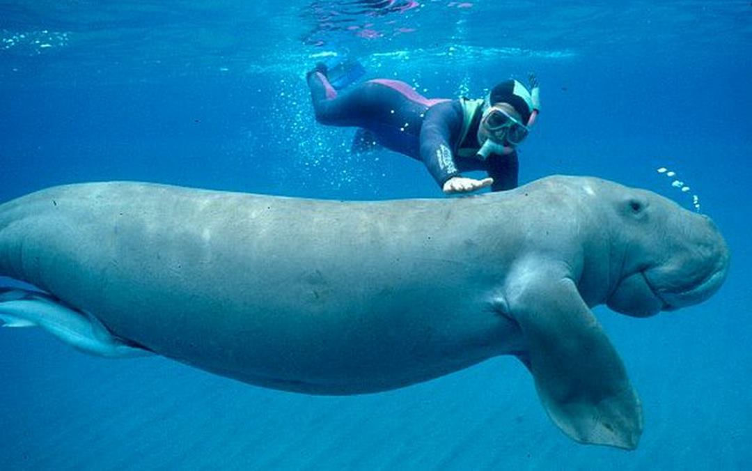 Dugong chỉ còn lại không quá 100 con tại hai vùng biển của Việt Nam