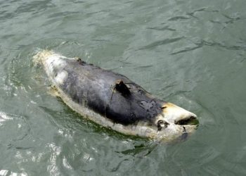 Hình ảnh xác con Dugong chụp gần thấy rõ vòng dây lưới quanh cổ