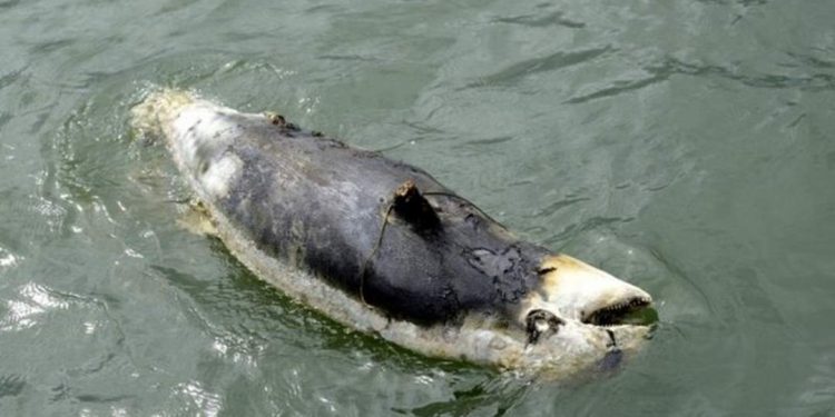 Hình ảnh xác con Dugong chụp gần thấy rõ vòng dây lưới quanh cổ