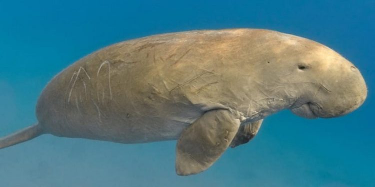 Bò biển sống ở đâu?