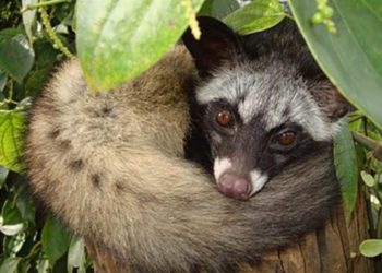 Cầy hương là động vật ăn đêm và bình thường sống một mình