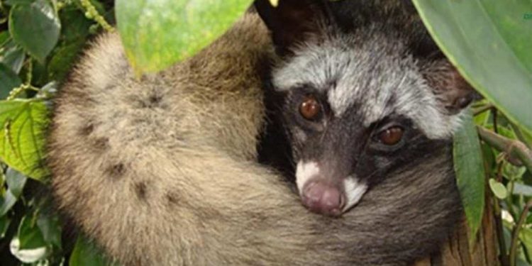 Cầy hương là động vật ăn đêm và bình thường sống một mình