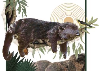 Nước tiểu của cầy mực thơm mùi bắp rang bơ