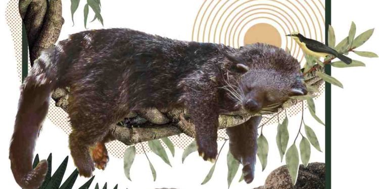 Nước tiểu của cầy mực thơm mùi bắp rang bơ