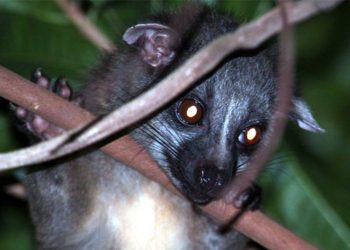 Cầy tai trắng có kích thước trung bình, phần sống mũi có sọc trắng mờ