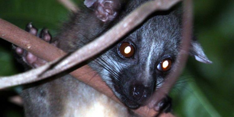 Cầy tai trắng có kích thước trung bình, phần sống mũi có sọc trắng mờ