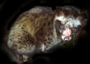 Cầy vòi hương nặng từ 3 đến 5 kg