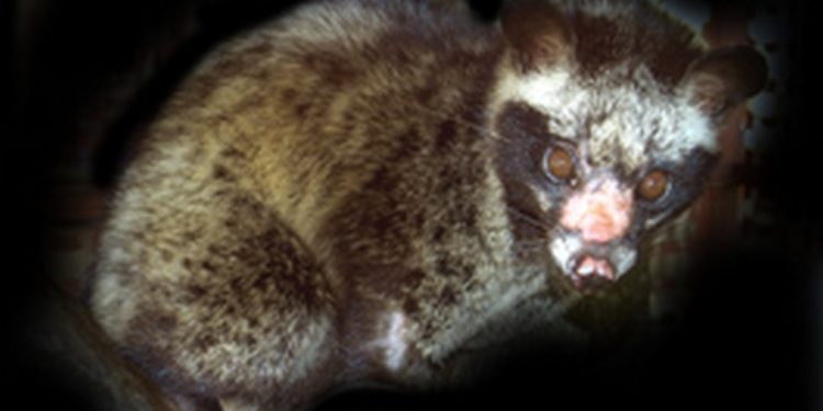 Cầy vòi hương nặng từ 3 đến 5 kg