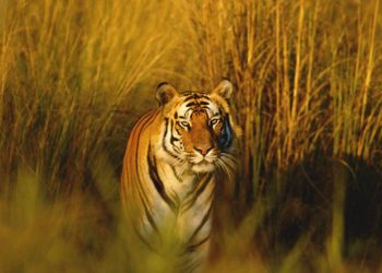 Giọng nói của "Bengal" rất to và lớn.