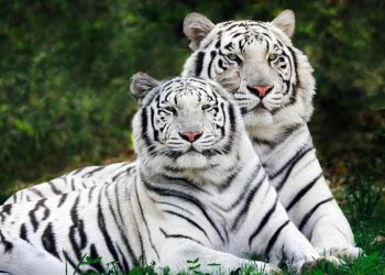 Hổ trắng hoặc bạch hổ là biến thể sắc tố của hổ Bengal