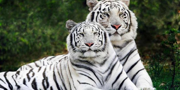 Hổ trắng hoặc bạch hổ là biến thể sắc tố của hổ Bengal